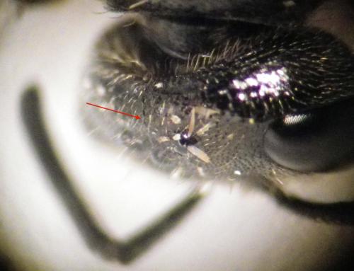 Sphecodes sp.